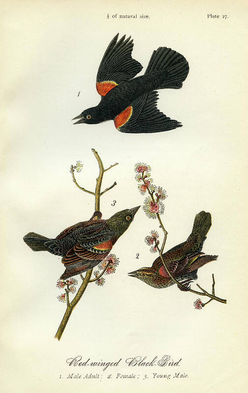 Bird Poster featuring the mixed media Red-Winged Black-Bird by Unknown