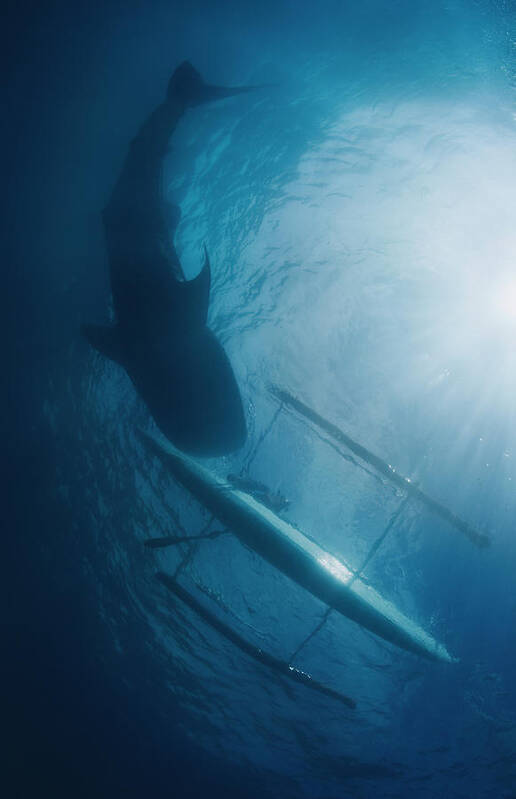 Shark Poster featuring the photograph Unity by Andrey Narchuk