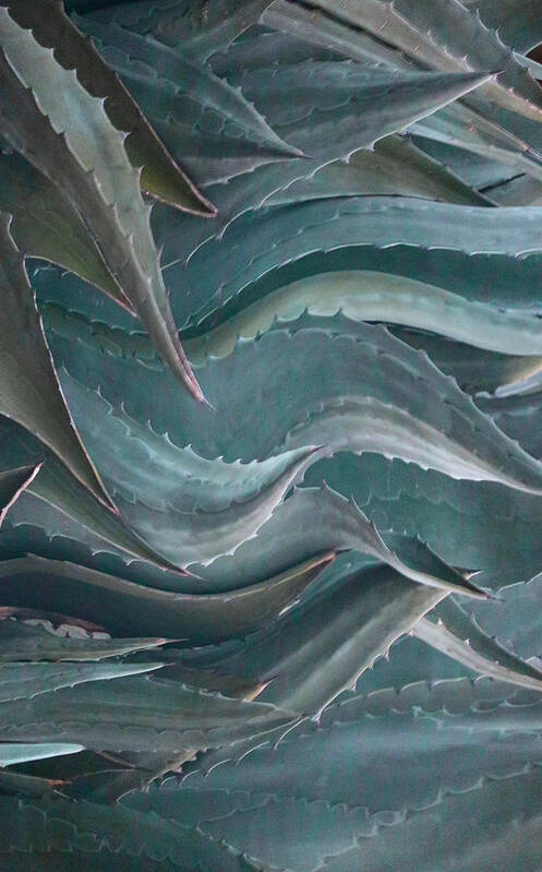 Abstract
Agave
Leaves
Leaf
Nature Poster featuring the photograph Waves Of Green by Robin Wechsler