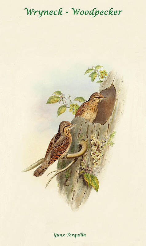 Woodpecker Poster featuring the painting Wryneck - Woodpecker II by John Gould