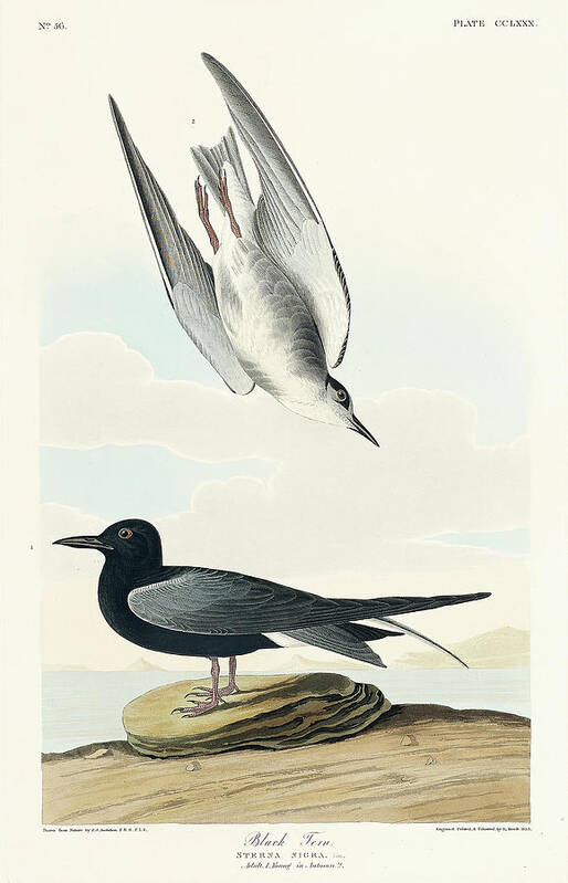 Audubon Birds Poster featuring the drawing Black Tern #1 by John James Audubon
