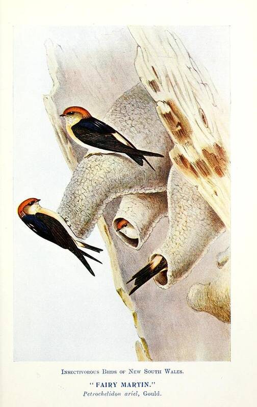 Birds Poster featuring the mixed media Beautiful Vintage Bird #1038 by World Art Collective