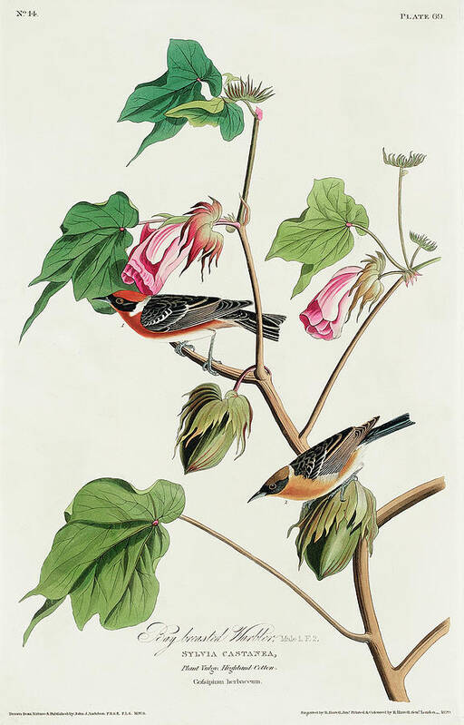 Audubon Birds Poster featuring the drawing Bay-breasted Warbler #3 by John James Audubon