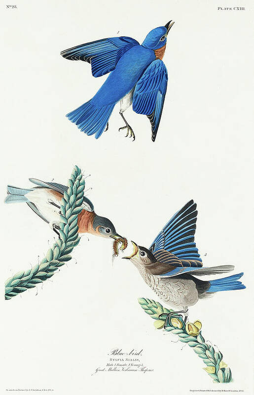 Audubon Birds Poster featuring the drawing Blue-bird #4 by John James Audubon