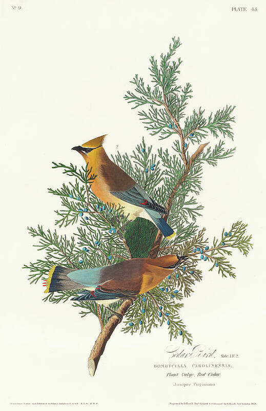 Audubon Birds Poster featuring the drawing Cedar Bird #4 by John James Audubon