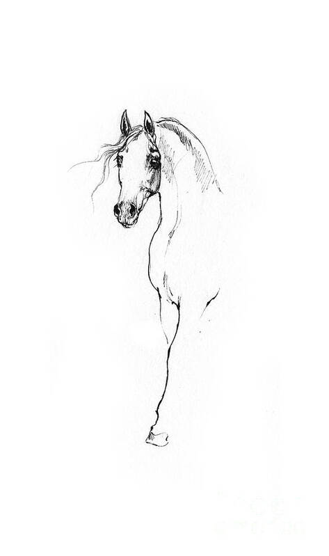 Horse Poster featuring the drawing Arabian horse sketch 2014 05 24 a by Ang El