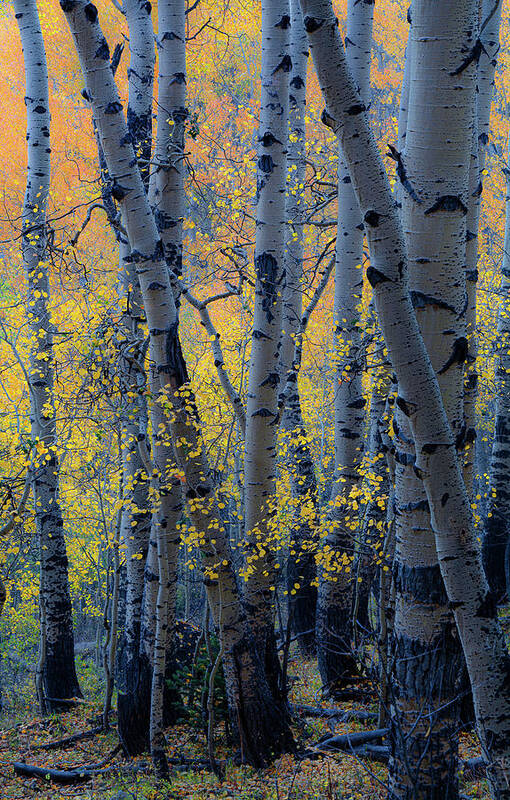 Aspen Trees Poster featuring the photograph Blue Hour by The Forests Edge Photography - Diane Sandoval