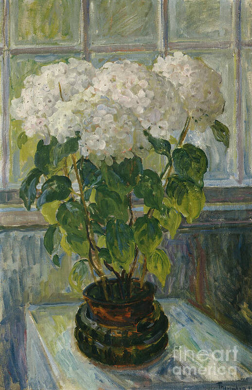 Thorolf Holmboe Poster featuring the painting Hydrangea, 1911 by O Vaering by Thorolf Holmboe