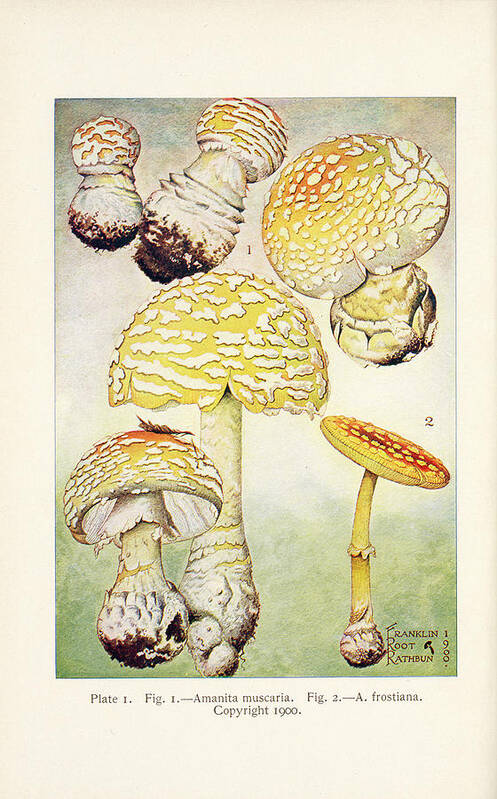 Mushroom Poster featuring the painting Mushrooms, Edible, Poisonous, Etc. by F R Rathburn