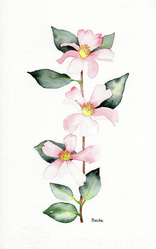 Flower Watercolor Pink Green Camellia Poster featuring the painting My Favorite by Catherine Bede