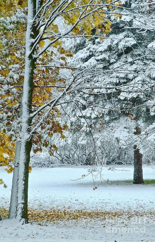 Autumn Poster featuring the photograph November Snow in Michigan by Randy Pollard