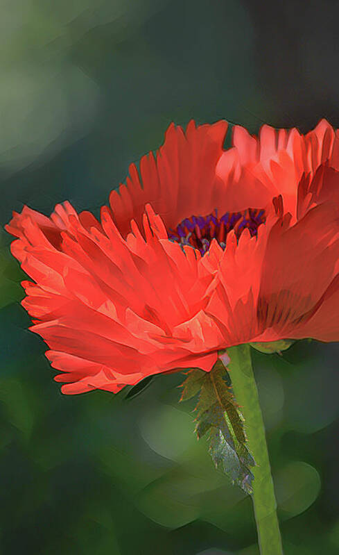 Poppy Poster featuring the photograph Oriental Poppy Papaver Orientale by Julie Palencia