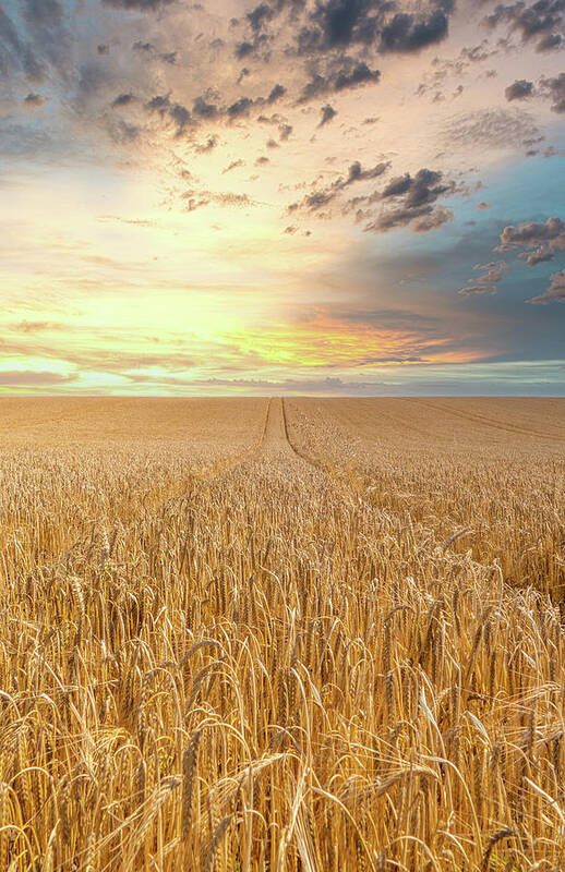 Sunset Poster featuring the photograph Sunset over a Wheat Field by Roy Pedersen
