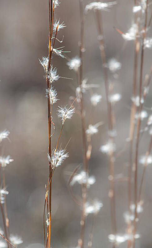 Tall Poster featuring the photograph Tall Grass With White Seeds by Phil And Karen Rispin