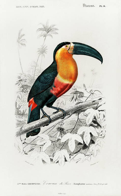 Toucan Poster featuring the mixed media Toucan by World Art Collective