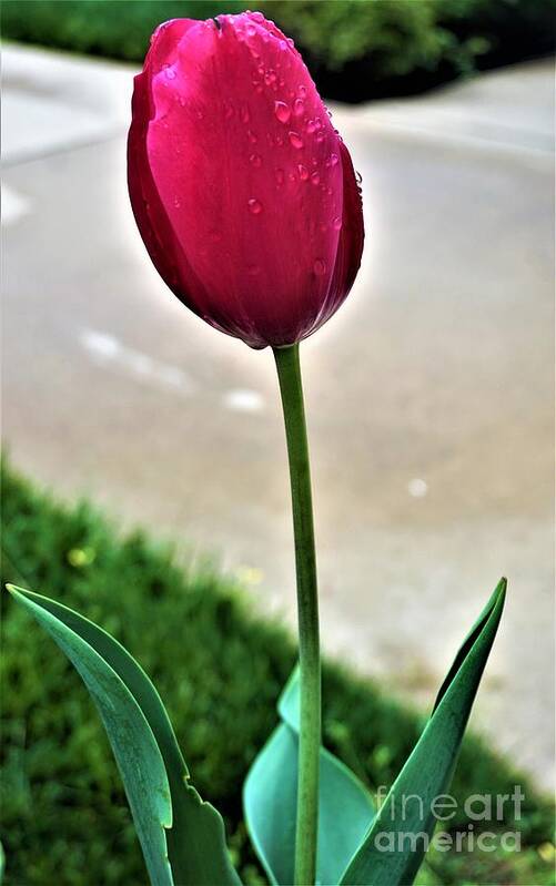 Tulip Poster featuring the photograph Tulip by Jimmy Clark