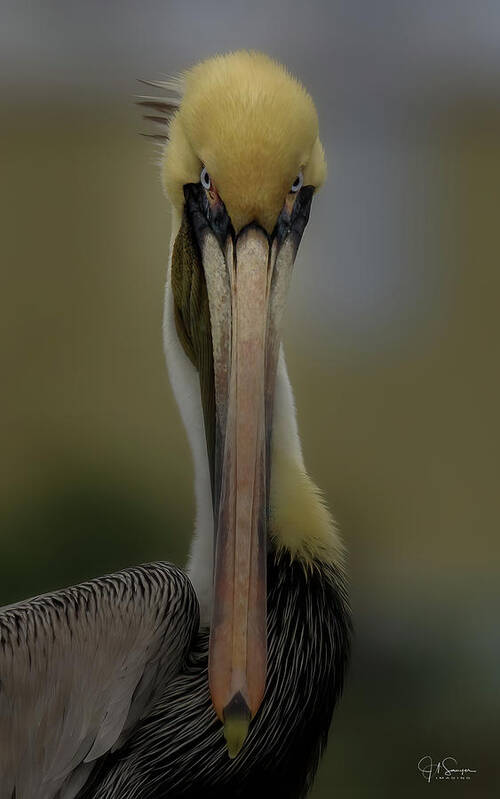 Pelican Poster featuring the photograph What's Up by JASawyer Imaging