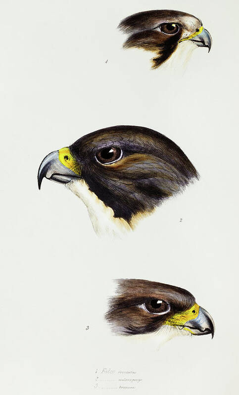 White Fronted Falcon Poster featuring the drawing White fronted falcon, Black-cheeked falcon and New Zealand Falcon by John Gould