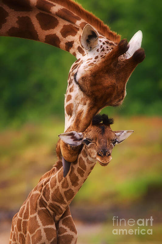 Africa Poster featuring the photograph Rothschild Giraffe with calf #2 by Nick Biemans