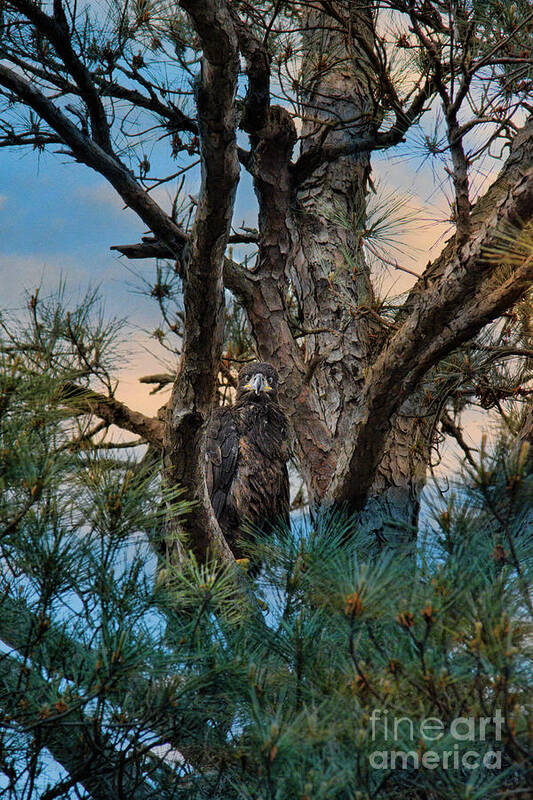 Baby Poster featuring the photograph Juvenile Eagle in a Pine Tree #3 by Jai Johnson
