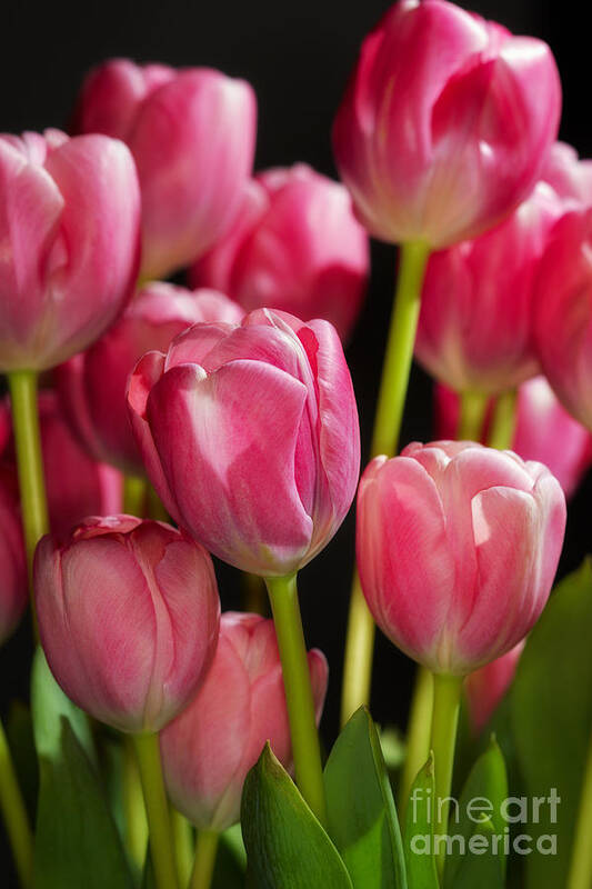 Close-up Poster featuring the photograph A bouquet of pink tulips by Nick Biemans