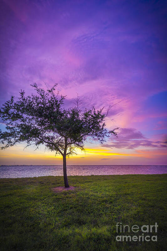 Oak Trees Poster featuring the photograph Alone at Sunset by Marvin Spates