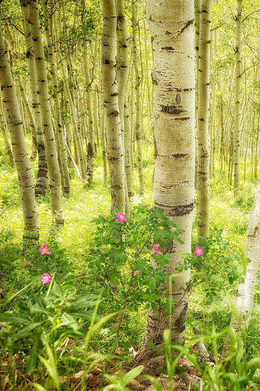 Aspen Poster featuring the photograph Aspen Glow by Elin Skov Vaeth