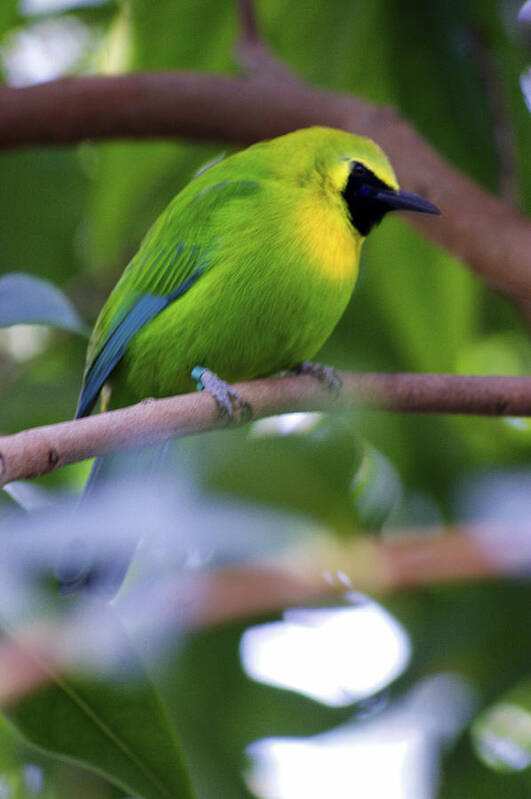 The Leafbird's Poster featuring the photograph Blue Winged Leafbird by M Three Photos