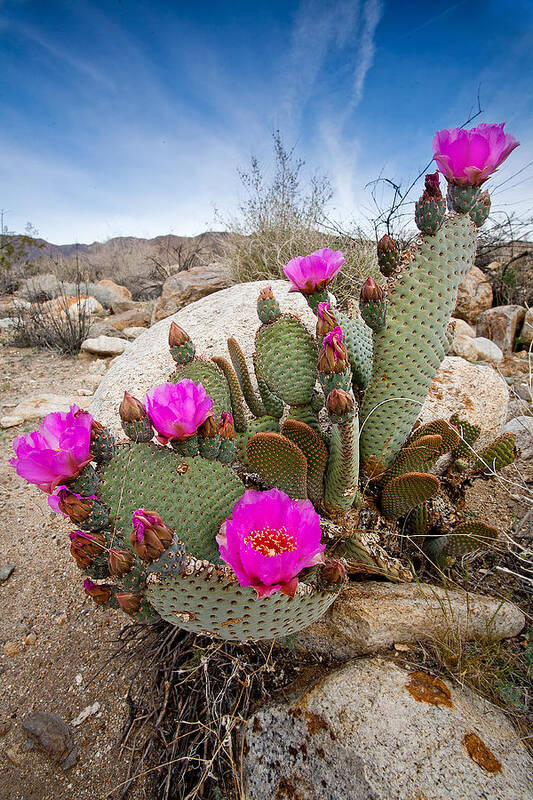 Anza-borrego Desert Poster featuring the photograph Cactus Blooms by Peter Tellone