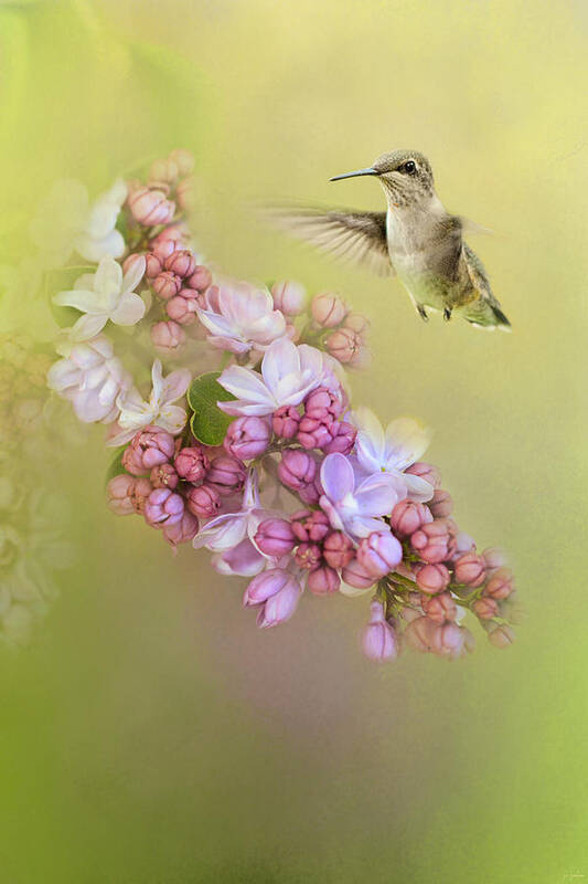 Jai Johnson Poster featuring the photograph Chasing Lilacs by Jai Johnson
