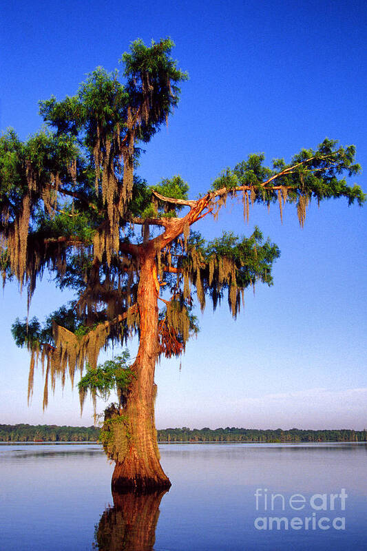 St Martin Parish Poster featuring the photograph Cypress Tree Draped in Spanish Moss by Thomas R Fletcher