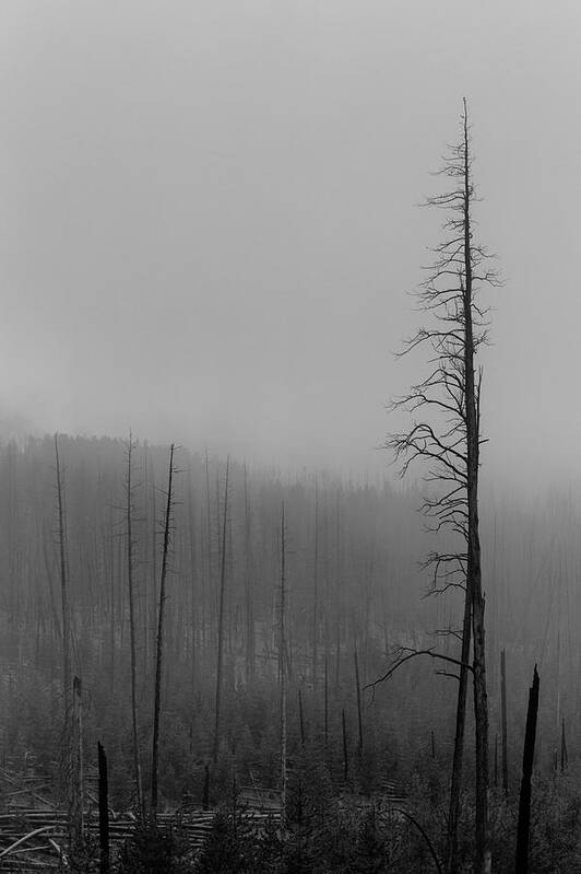 4 Corners Photo Poster featuring the photograph Dead Trees Mount Washburn WY by Troy Montemayor