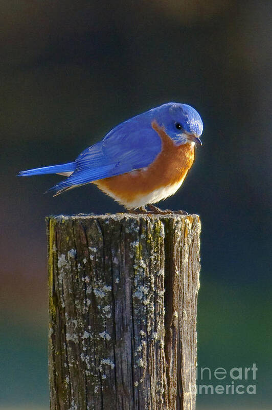 Male Poster featuring the photograph Male Bluebird by Ronald Lutz