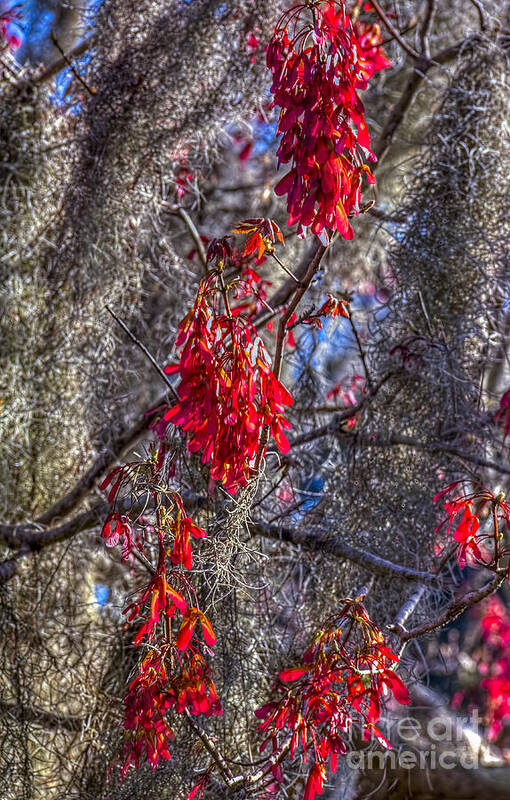 Red Tress Poster featuring the photograph Moss on The Red Tree by Marvin Spates