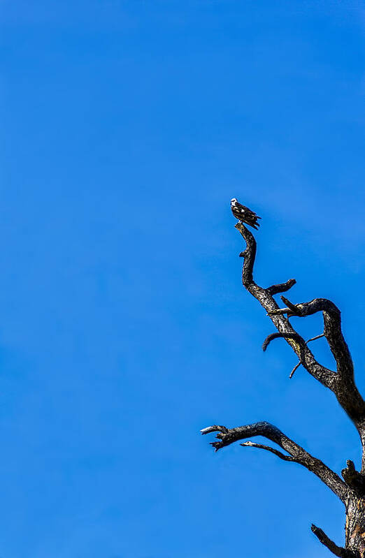 Osprey Poster featuring the photograph On Point by Marvin Spates