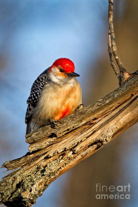 Award Winning Poster featuring the photograph Red-bellied Woodpecker by Ronald Lutz