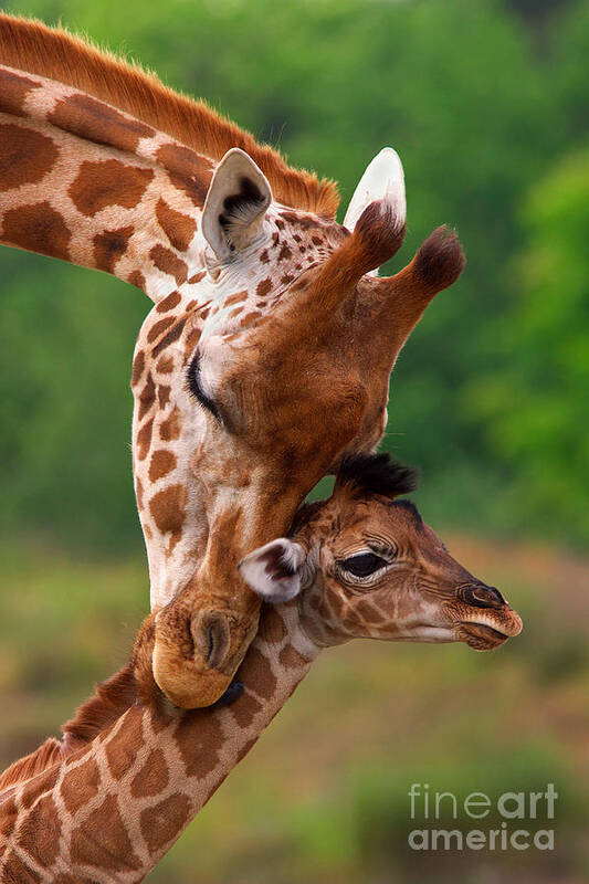 Africa Poster featuring the photograph Rothschild Giraffe with calf by Nick Biemans