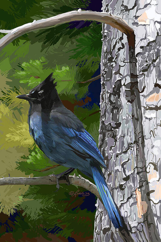 Birds Poster featuring the painting Sunny Stellers Jay by Pam Little