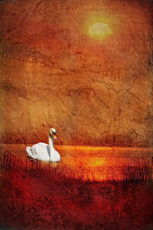 Swan Photographic Art Poster featuring the photograph Swan by Bob Coates