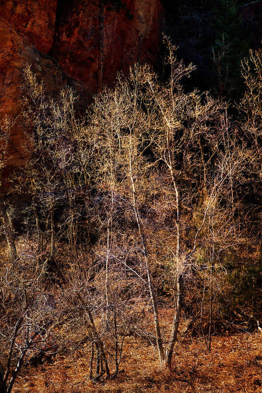Trees Poster featuring the photograph Trees West Fork Trail by Bob Coates