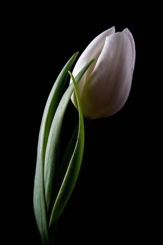 Flower Poster featuring the photograph Tulips III by Tom Mc Nemar