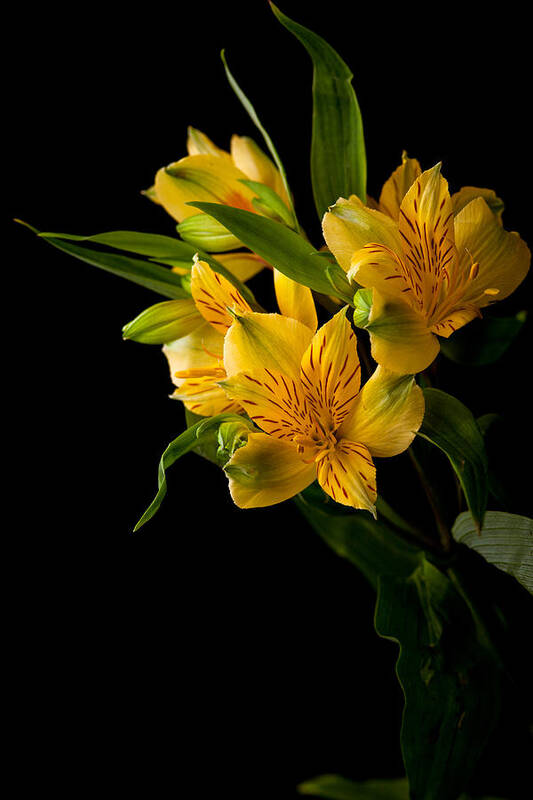 Green Poster featuring the photograph Yellow Flowers by Sennie Pierson