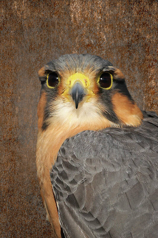 Aplomado Falcon Poster featuring the photograph Aplomado Falcon Portrait by Dawn Currie