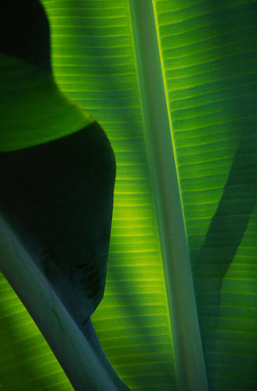 Banana Leaf Poster featuring the photograph Backlit Banana Leaves by Bob Coates