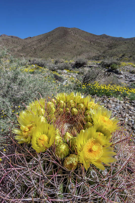 Anza-borrego Desert Poster featuring the photograph Barrel Cactus Super Bloom by Peter Tellone