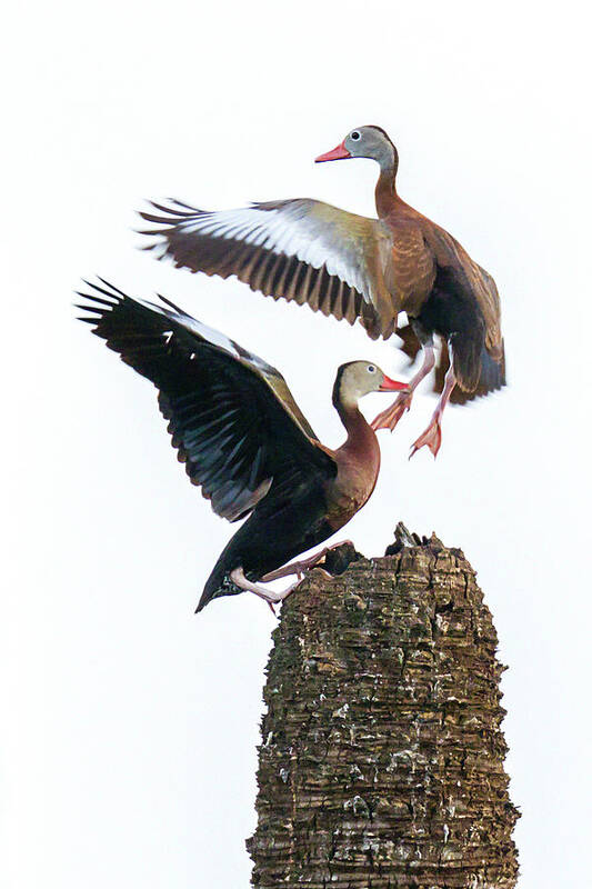Black-bellied Whistling Duck Poster featuring the photograph Black-bellied Whistling Duck Dance by Dawn Currie
