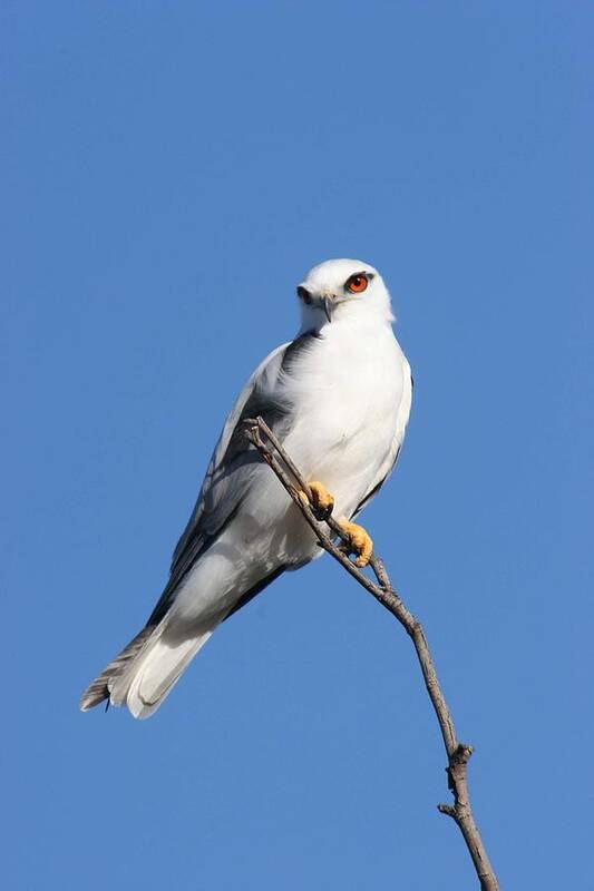 Osprey Poster featuring the photograph Black-shouldered kite by Tony Brown