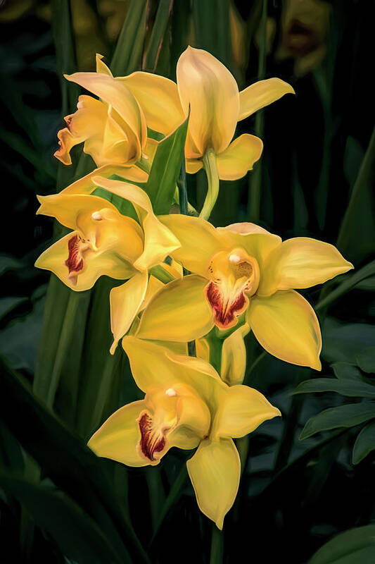 Orchidaceae Poster featuring the photograph Bright Yellow Orchids by Tom Mc Nemar