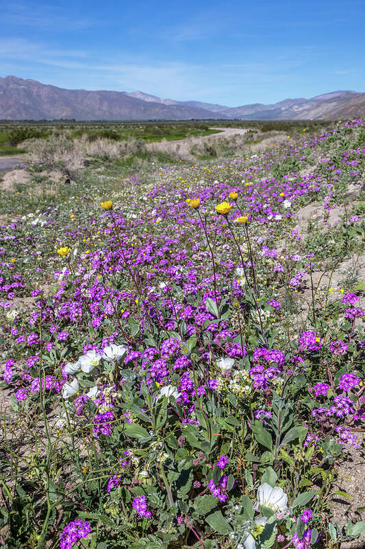 Anza-borrego Desert Poster featuring the photograph Desert Super Bloom by Peter Tellone