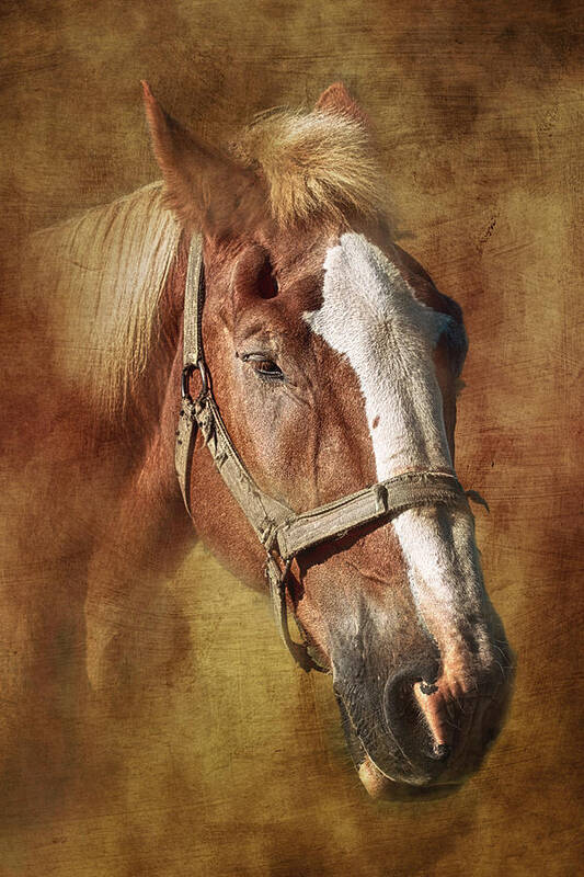 Horse Poster featuring the photograph Horse Portrait II by Tom Mc Nemar